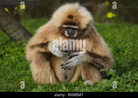 Gibbons (Hylobates lar), également connu sous le nom de white-remis gibbon. Banque D'Images