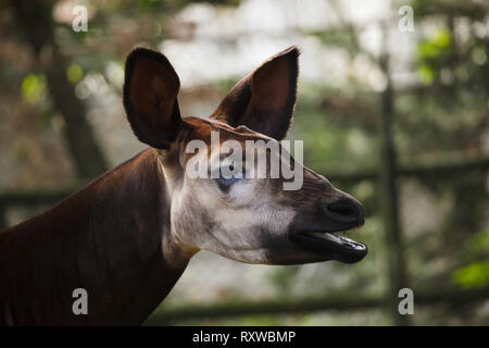 L'Okapi (Okapia johnstoni). La vie sauvage animal. Banque D'Images