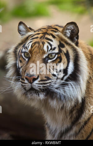 Tigre de Sumatra (Panthera tigris sumatrae). Banque D'Images