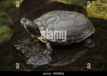 Tortue à oreilles rouges (Trachemys scripta elegans), également connu sous le nom de la tortue à oreilles rouges. Banque D'Images