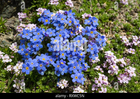 Fleur alpine Eritrichium nanum (arctic alpine forget-me-not) avec petrocallis Pyrenaica comme arrière-plan, de la vallée d'aoste, Italie. Banque D'Images