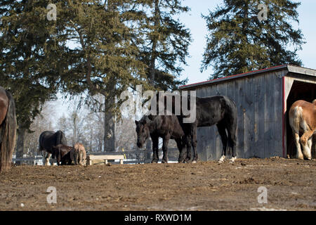 Groupe d'étalon noir chevaux bénéficiant d'une journée ensoleillée à l'extérieur sur le ranch. Scène majestueuse avec des animaux sauvages à l'horizon au printemps. Banque D'Images