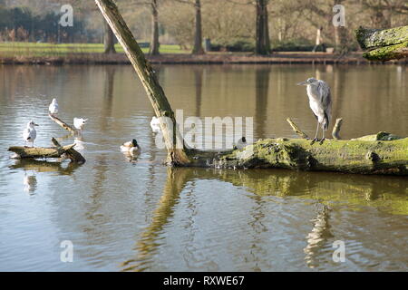 Gros plan sur un héron sur les bords d'un petit lac situé à l'intérieur d'Oosterpark, Amsterdam, Pays-Bas Banque D'Images