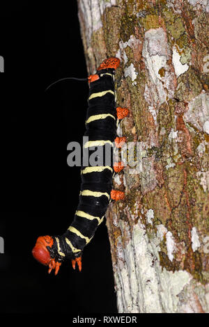 Ou Sphinx Tetrio Pseudosphinx tetrio Frangipani (Sphynx) taille adulte dernier stade chenille sur tronc d'arbre, parc national de Manu, Pérou, Novembre Banque D'Images