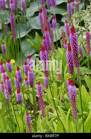 Le flacon, Primrose Primula vialii, en fleurs. Banque D'Images