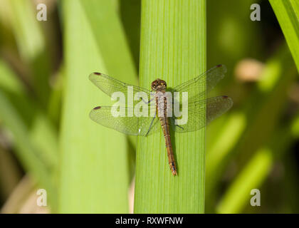 Sympetrum sanguineum, dard de Ruddy, seule femelle adulte reposant sur feuille, Worcesreshire, UK Banque D'Images