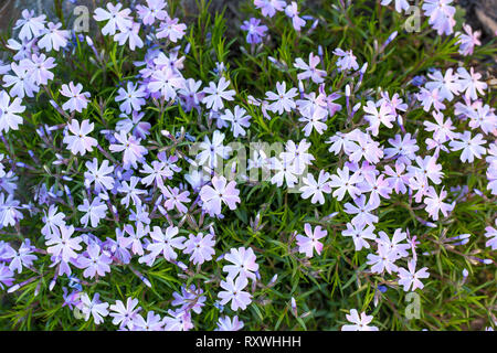 Phlox awl en fleurs Banque D'Images