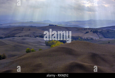 Cyprès à Agriturismo Baccoleno près de Asciano en Toscane Italie Banque D'Images