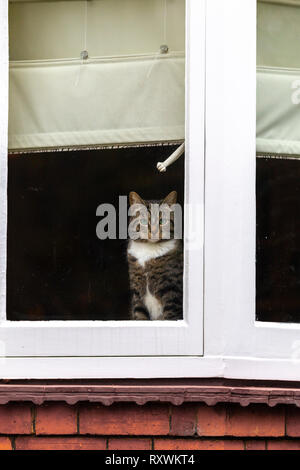 Northampton. Royaume-uni 6 mars 2019. Route de Christchurch. Un chat tigré dans le chaud assis sur le rebord de fenêtre, donnant sur la route à l'état humide, terne, gris Banque D'Images