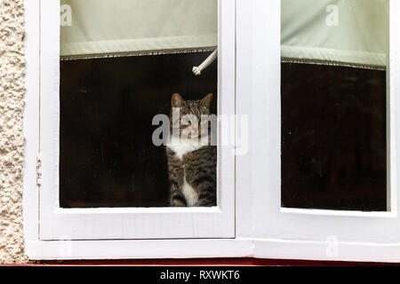 Northampton. Royaume-uni 6 mars 2019. Route de Christchurch. Un chat tigré dans le chaud assis sur le rebord de fenêtre, donnant sur la route à l'état humide, terne, gris Banque D'Images