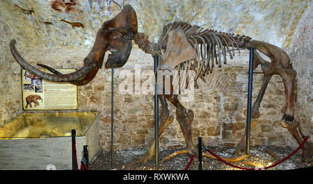 Fourrure d'un mammouth conservé (Barcelone), Espagne. Un mammouth est toute espèce du genre Mammuthus, l'un des nombreux genres qui composent l'ordre de mammifères appelés proboscideans à ressources partagées. Les différentes espèces de mammoth sont généralement dotées de longues défenses incurvées et, dans le nord de l'espèce, un voile sur les cheveux longs. Ils vivaient de l'Pliocène (d'environ 5 millions d'années) dans l'Holocène à environ 4000 ans, et diverses espèces existaient en Afrique, Europe, Asie, et en Amérique du Nord. Ils étaient membres de la famille Elephantidae, qui contient également les deux genres d'eleph moderne Banque D'Images