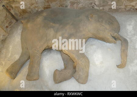 Fourrure d'un mammouth conservé (Barcelone), Espagne. Un mammouth est toute espèce du genre Mammuthus, l'un des nombreux genres qui composent l'ordre de mammifères appelés proboscideans à ressources partagées. Les différentes espèces de mammoth sont généralement dotées de longues défenses incurvées et, dans le nord de l'espèce, un voile sur les cheveux longs. Ils vivaient de l'Pliocène (d'environ 5 millions d'années) dans l'Holocène à environ 4000 ans, et diverses espèces existaient en Afrique, Europe, Asie, et en Amérique du Nord. Ils étaient membres de la famille Elephantidae, qui contient également les deux genres d'eleph moderne Banque D'Images