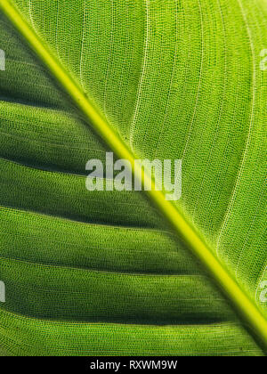 Gros plan de la face inférieure d'une feuille de l'oiseau de paradis (Strelitzia flower) montrant le modèle réticulaire complexe, Banque D'Images