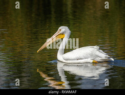 Un pélican blanc (Pelecanus erythrorhynchos) nage dans un étang à la réserve faunique du bassin de Sepulveda, Van Nuys, CA, USA Banque D'Images