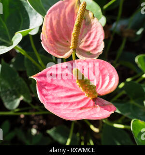Une fleur d'Anthurium rose hawaiiennes natives close-up. Banque D'Images