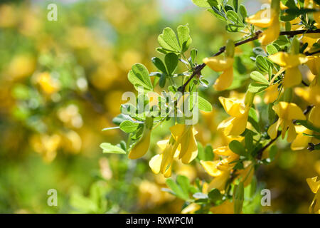 Berberis dans le jardin Banque D'Images