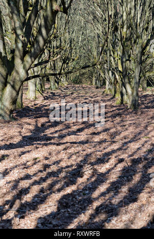 Un enterrement naturelles tombe, Warburg, Weser Uplands, Thuringe, Hesse, Allemagne Banque D'Images