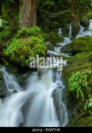 Lower Falls, Cataract Canyon, le Mont Tamalpais, comté de Marin, en Californie Banque D'Images