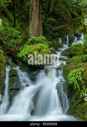 Lower Falls, Cataract Canyon, le Mont Tamalpais, comté de Marin, en Californie Banque D'Images