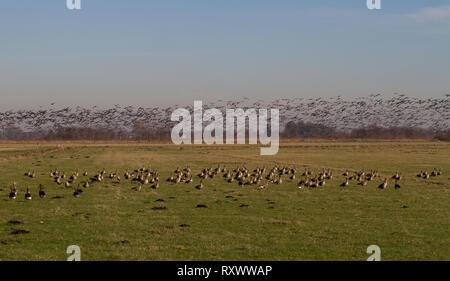 Un grand troupeau d'oies, surtout White-Fronted, Anser albifrons décollant de champ. Frise orientale. La Basse-Saxe. L'Allemagne. Banque D'Images