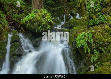 Cataract Falls, Canyon, le Mont Tamalpais, comté de Marin, en Californie Banque D'Images