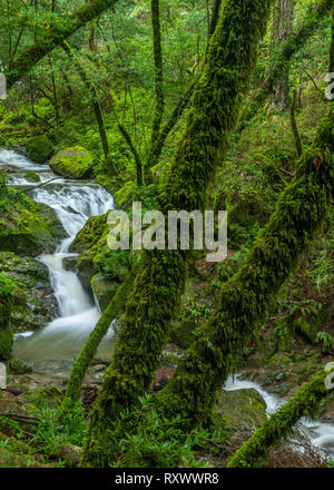 Upper Falls, Cataract Canyon, le Mont Tamalpais, comté de Marin, en Californie Banque D'Images