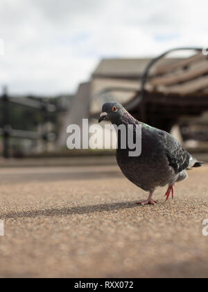 Un pigeon à la recherche d'un snack-off les touristes à Salcombe. Banque D'Images