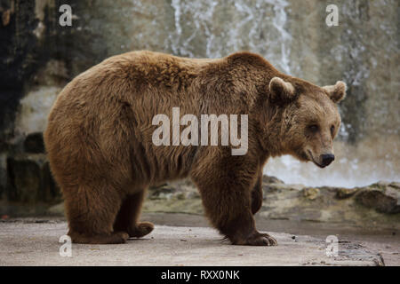 Ours brun (Ursus arctos) au Zoo de Lisbonne (Jardim Zoológico De Lisboa) à Lisbonne, Portugal. Banque D'Images