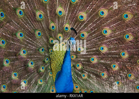 Pavo cristatus (paons indiens), également connu sous le nom de paons bleus. Banque D'Images