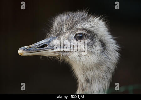 Nandou (Rhea americana), également connu sous le nom de la politique commune de RHEA. Banque D'Images