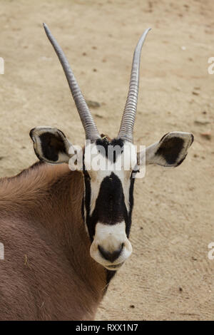 Gemsbok (Oryx gazella gazella), également connue sous le nom de Southern oryx. Banque D'Images