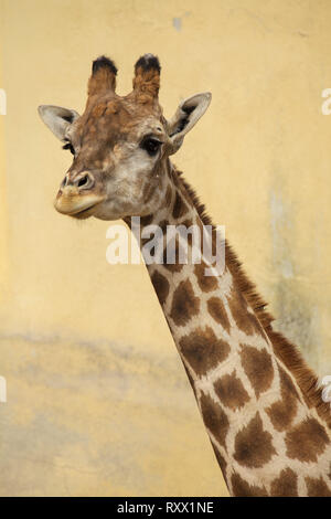 Communauté Girafe (Giraffa camelopardalis angolensis), également connu sous le nom de girafe namibienne. Banque D'Images