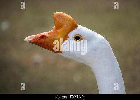 L'oie domestique (Anser cygnoides domesticus). Banque D'Images