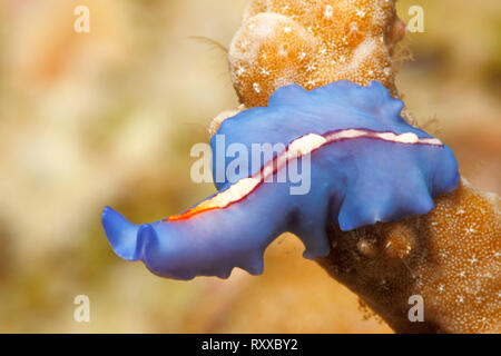 Plathelminthe Marine, Pseudoceros liparus, décrit précédemment comme Pseudoceros bifurcus et récemment reclassé, rampant sur le récif sous l'eau. Banque D'Images