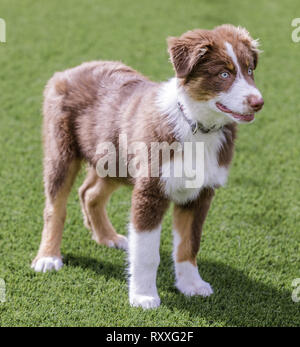 Chiot Berger Australien tricolore rouge. Banque D'Images