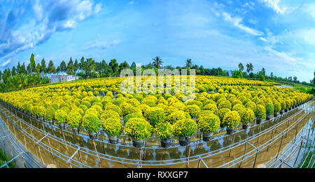 Jardin panorama au-dessus de l'eau de marguerites jaunes vu du dessus, la floraison pendant la récolte. Ils sont plantés dans des jardins hydroponiques le long du Mékong Banque D'Images