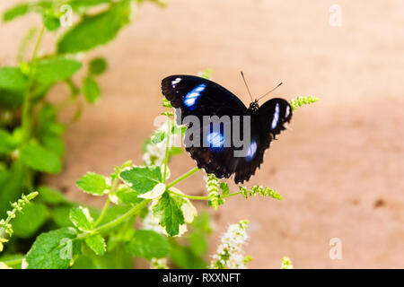 Pansy Butterfly bleu Banque D'Images