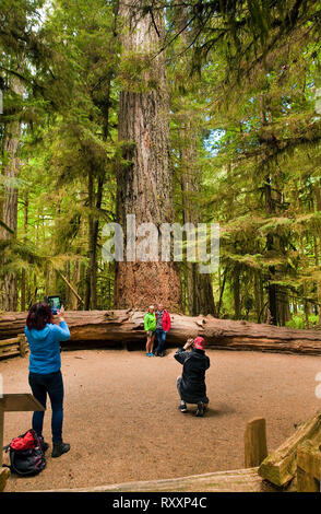 Couple posant pour des photos à la base de l'un des plus grands sapins de Douglas à Cathedral Grove, MacMillan Parc provincial, l'île de Vancouver, Colombie-Britannique, Canada Banque D'Images