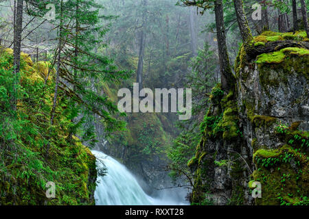 Little Qualicum Falls Provincial Park, Parksville, île de Vancouver, BC, Canada Banque D'Images