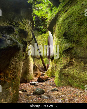 Sombrio Beach Canyon, Juan de Fuca Trail, près de Port Renfrew, l'île de Vancouver, BC Canada Banque D'Images