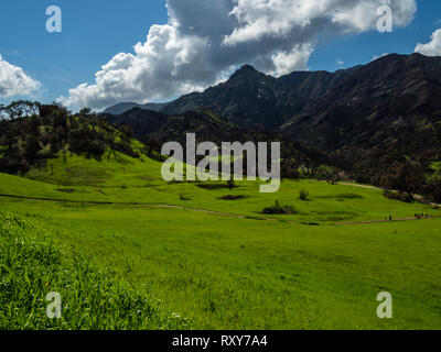 Le contraste de la repousse des arbres brûlés et vert de récupérer après l'incendie de Woolsey Malibu Creek State Park, Californie du Sud USA Banque D'Images