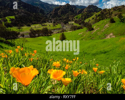 De superbes champs de coquelicots de Californie se rétablir après l'incendie de Woolsey Malibu Creek State Park, Californie du Sud USA Banque D'Images