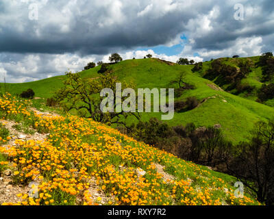 De superbes champs de coquelicots de Californie se rétablir après l'incendie de Woolsey Malibu Creek State Park, Californie du Sud USA Banque D'Images