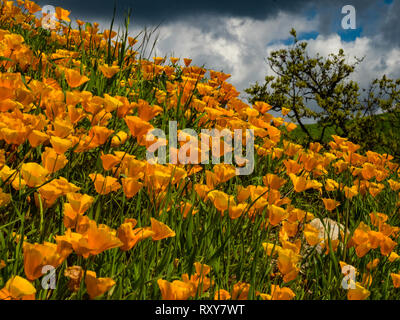 De superbes champs de coquelicots de Californie se rétablir après l'incendie de Woolsey Malibu Creek State Park, Californie du Sud USA Banque D'Images