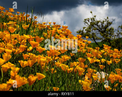 De superbes champs de coquelicots de Californie se rétablir après l'incendie de Woolsey Malibu Creek State Park, Californie du Sud USA Banque D'Images