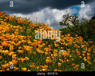 De superbes champs de coquelicots de Californie se rétablir après l'incendie de Woolsey Malibu Creek State Park, Californie du Sud USA Banque D'Images