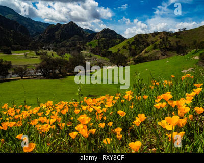 De superbes champs de coquelicots de Californie se rétablir après l'incendie de Woolsey Malibu Creek State Park, Californie du Sud USA Banque D'Images