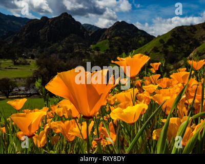 De superbes champs de coquelicots de Californie se rétablir après l'incendie de Woolsey Malibu Creek State Park, Californie du Sud USA Banque D'Images