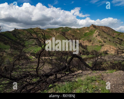 Le contraste de la repousse des arbres brûlés et vert de récupérer après l'incendie de Woolsey Malibu Creek State Park, Californie du Sud USA Banque D'Images