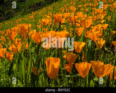 De superbes champs de coquelicots de Californie se rétablir après l'incendie de Woolsey Malibu Creek State Park, Californie du Sud USA Banque D'Images